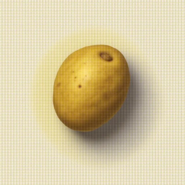 thumbnail for publication: University of Florida Potato Variety Trials Spotlight: 'French Fingerling'